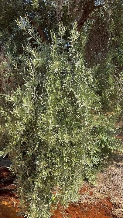 Should olive trees be watered?
