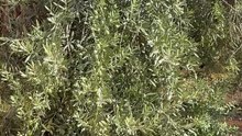 Should olive trees be watered?