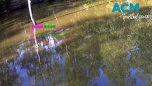 Creators warn AI croc detector has a shortfall