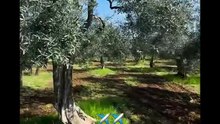 Michele monopoli story lavorazioni in corso agli uliveti