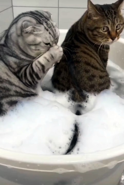 FunnyVideos