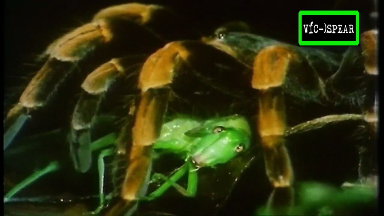 Matar para vivir: Cazadores del bajo mundo - Documental (1997) - Español Latino - Episodio 8