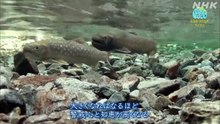 釣りびと万歳 「冬の日本海　アメマスを誘い出せ～鶴岡慎也　北海道・せたな町～」