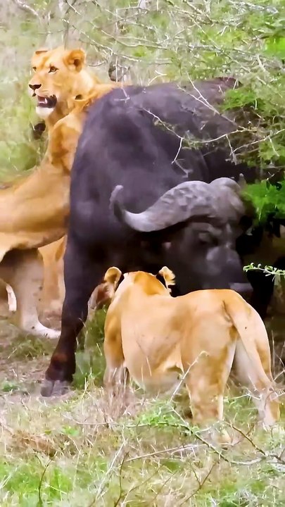 Epic Lion Battles in Wild Savanna