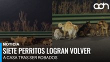 ¡Como película! Siete perritos recorren 17 km para volver a casa tras presunto secuestro