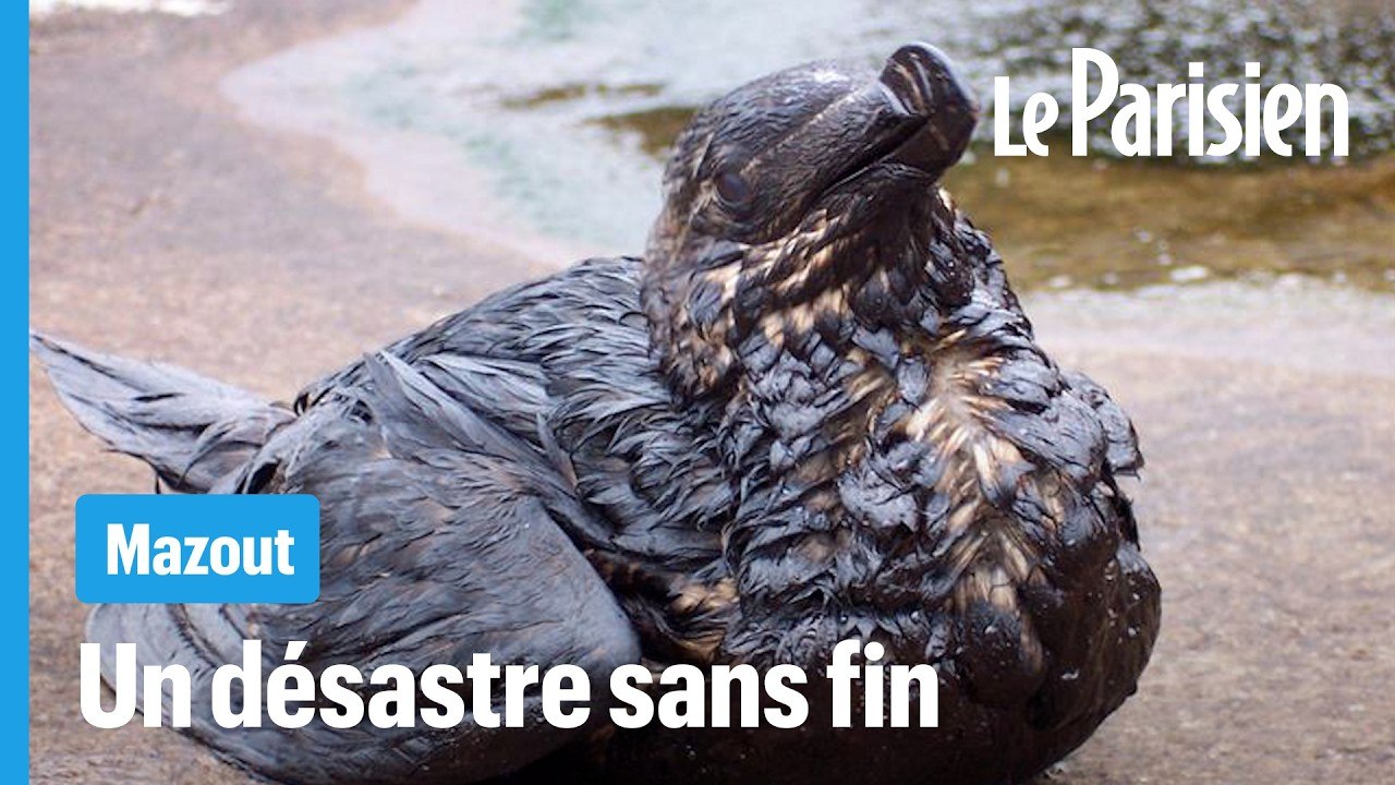 Du pétrole de l’Erika refait surface, des oiseaux retrouvés mazoutés en Bretagne