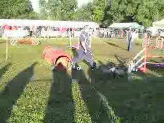 ABSIE (chien en blanc) FAR DES SORINIERES