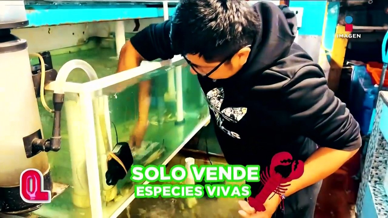 Los mariscos más frescos del mundo con Alain Ar...