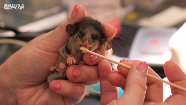 Nati dodici opossum pigmei, una specie in pericolo di estinzione: soddisfazione tra gli esperti