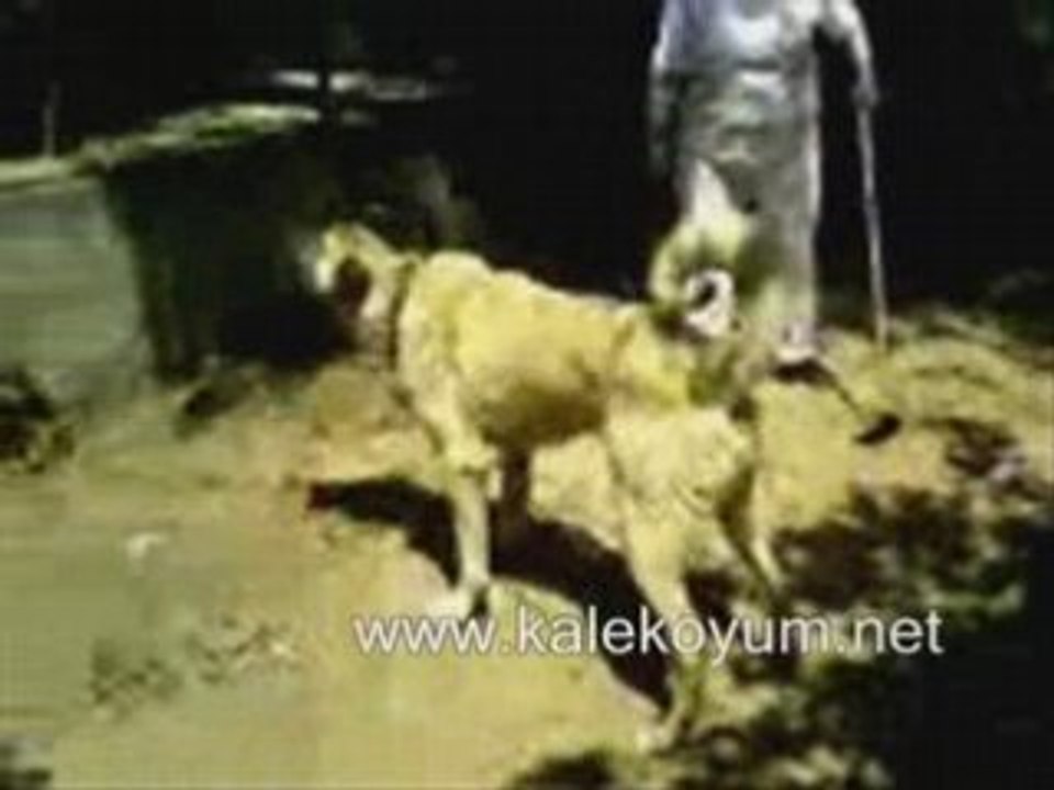 Sivas Kangalı Suşehri kale köyü