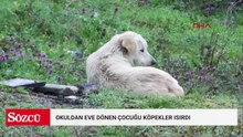 Eyupsultan'da okuldan eve dönen 6 yaşındaki çocuğa sokak köpekleri saldırdı