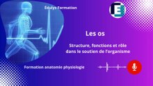 Les os - Structure, fonction et rôle dans le soutien de l'organisme