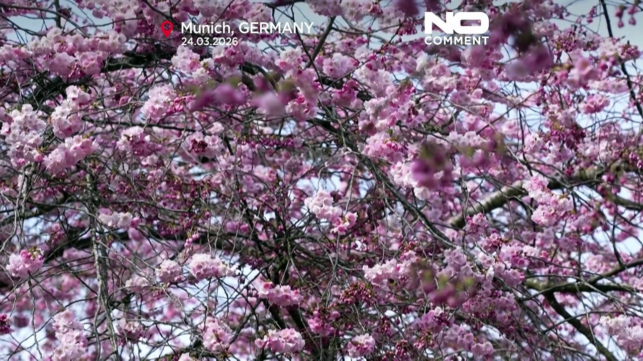 Los cerezos en flor anuncian la primavera en Mú...