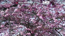 Los cerezos en flor anuncian la primavera en Múnich y el norte de Italia