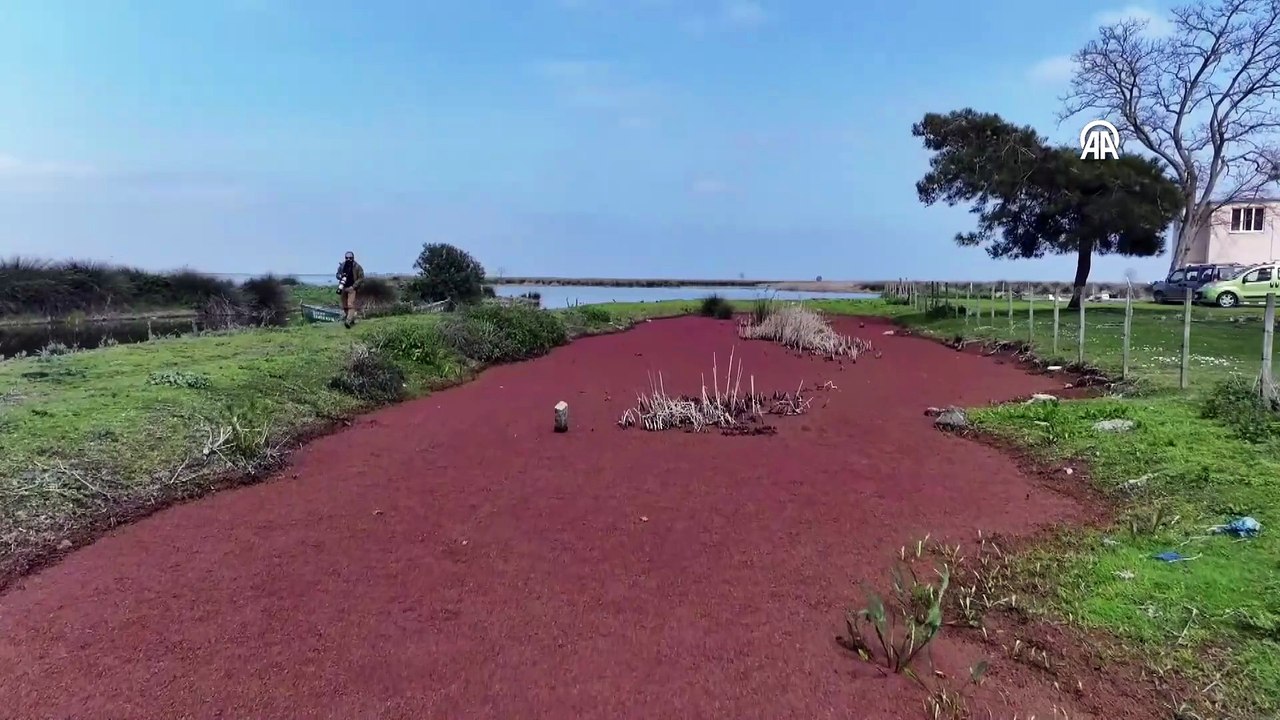 Kuşlar, yılkı atları ve develer aynı yerde! Kızılırmak Deltası Kuş Cenneti şenlendi