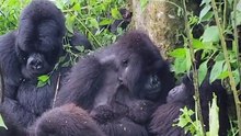 Nascimento de gorilas gémeos na RDCongo