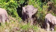 Elephants Bornéo
