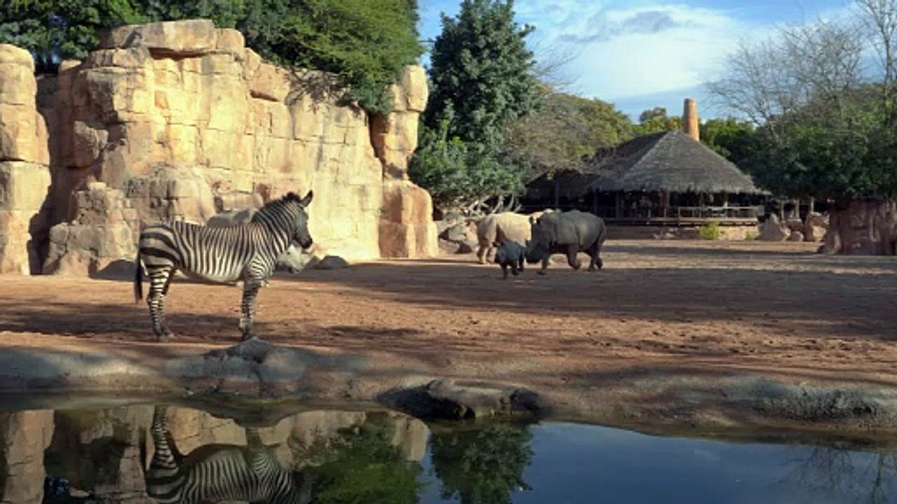 Mira cómo corre este rinoceronte bebé detrás las cebras: “Verlo es una auténtica maravilla”