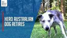 'Hero' Australian dog who saved 100 koalas retires