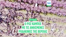 Το μαγευτικό ροζ τοπίο των ανθισμένων ροδακινιών της Βέροιας