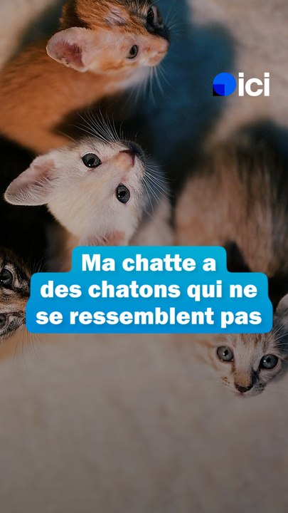 Ma chatte a eu des chatons qui ne se ressemblent pas - les conseils du Dr Fabing