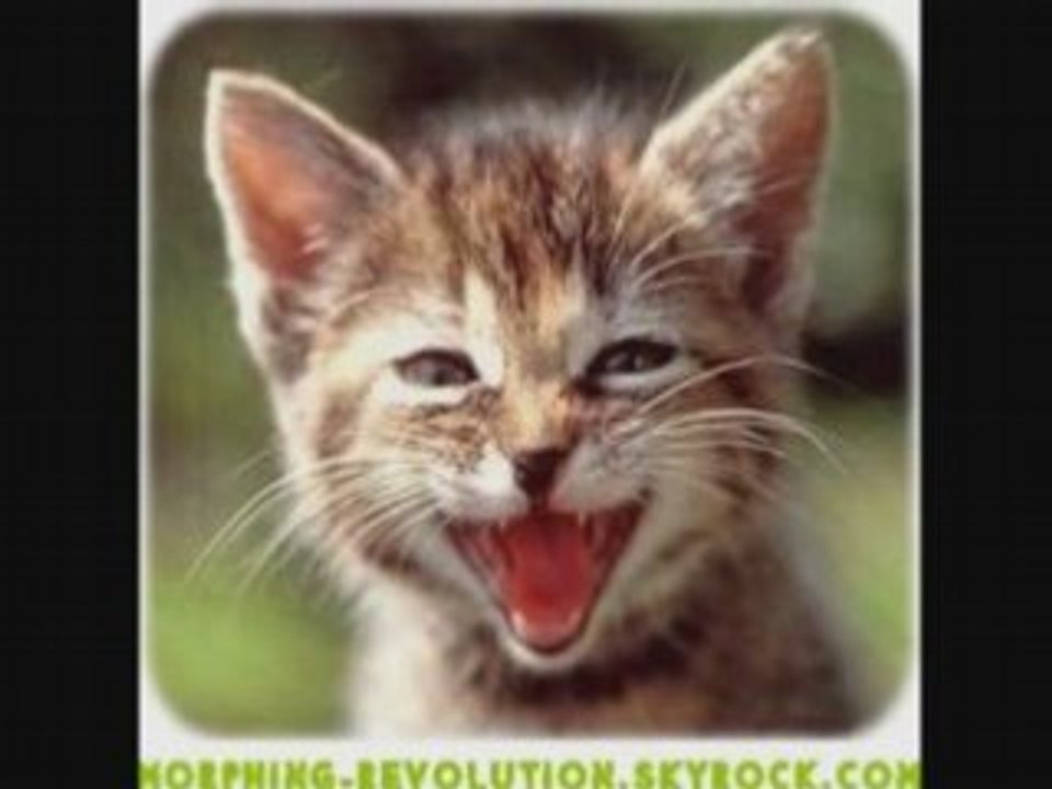 Chatons Morphing