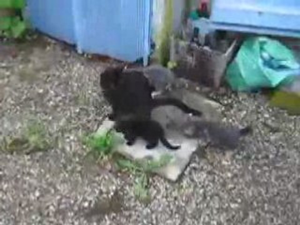 Chat