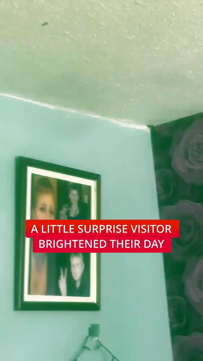 Watch This Robin Crash a Living Room Party! 🐦🏡 || ItsNowViral