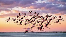 Flamingo Mega Flight