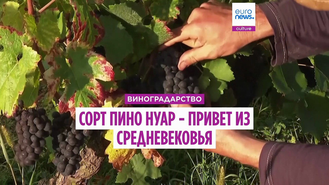 «Жанна д’Арк могла есть тот же виноград, что и мы»: пино нуар уже был в Средневековье