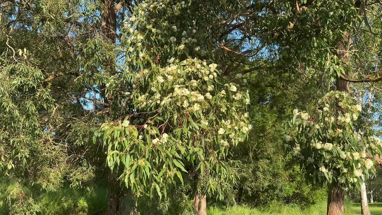 Blooming gum tree