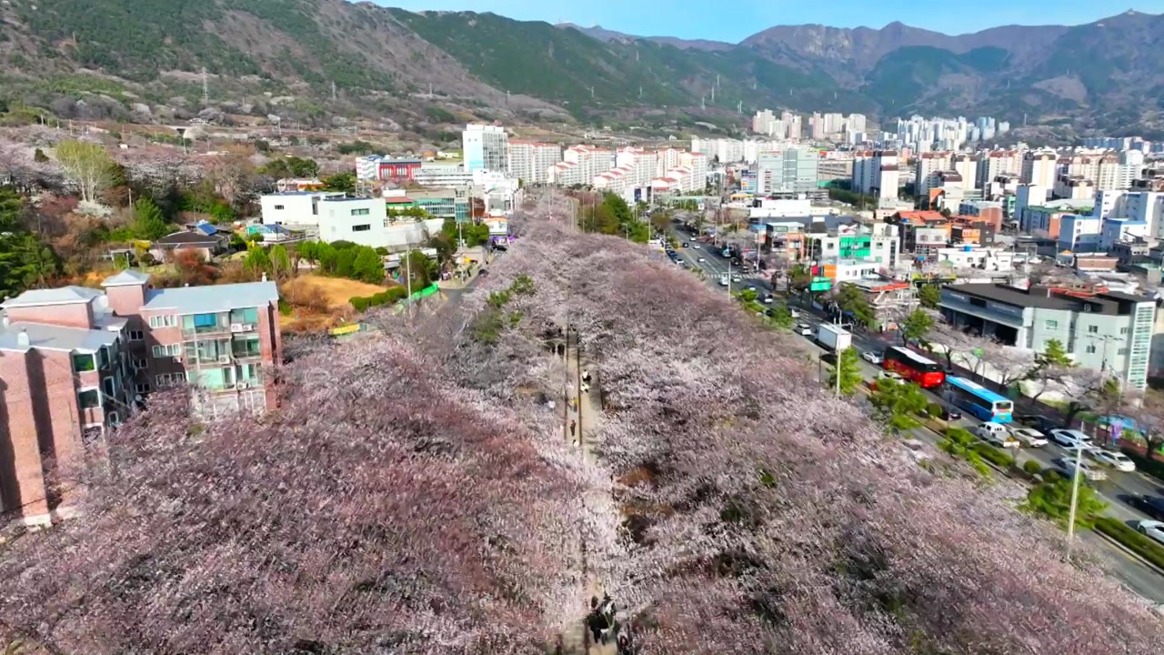 군항제 앞둔 진해 벚꽃 활짝...서울 4월 3일 개화 예상 / YTN