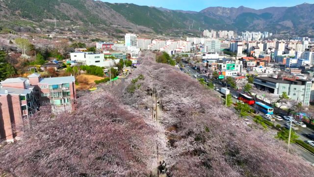 군항제 앞둔 진해 벚꽃 활짝...서울 4월 3일 개화 예상 / YTN