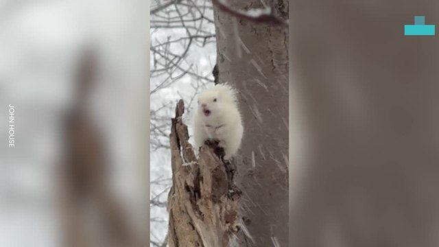 Ultra-rare Albino Squirrel Spotted Making Call During Snowstorm