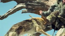 🐺 Keda Saves an Injured Wolf – Powerful Emotional Rescue Moment 😢