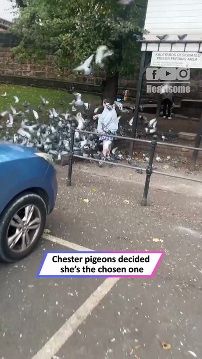 Woman Swarmed by Pigeons—Real-Life Movie Moment Caught!|| Heartsome 💖