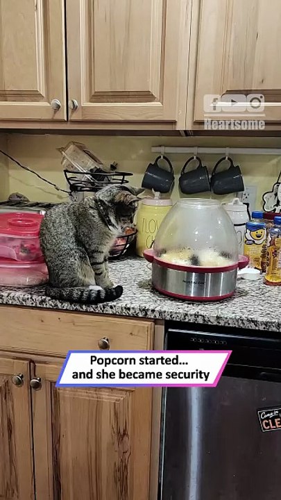 Cat Watches Popcorn Like a Hawk—Hilarious Kitchen Moment!|| Heartsome 💖