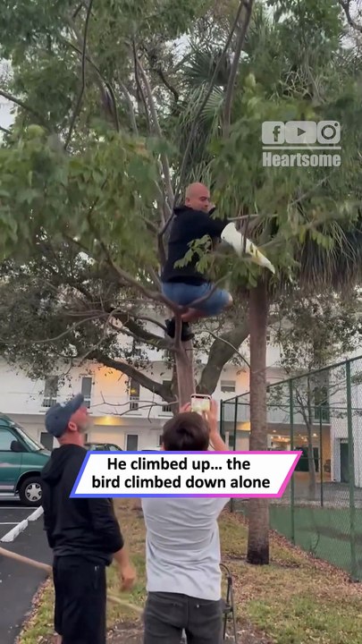 Rescue Gone Wrong! Man Falls as Escaped Bird Saves Itself|| Heartsome 💖