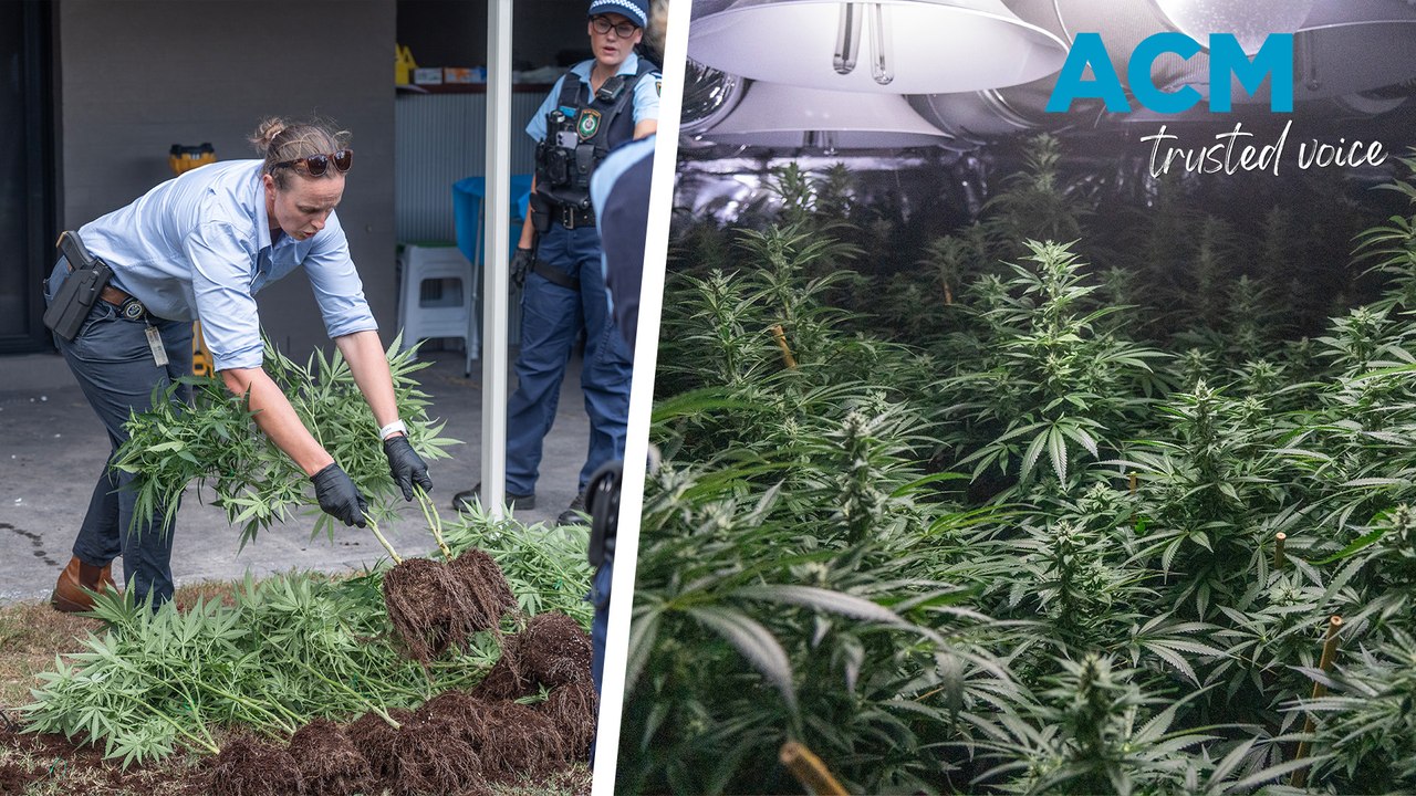 $650,000 worth of cannabis plants discovered