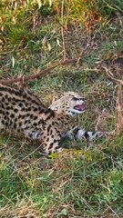 Brutal Wildlife Survival Battles on Savanna