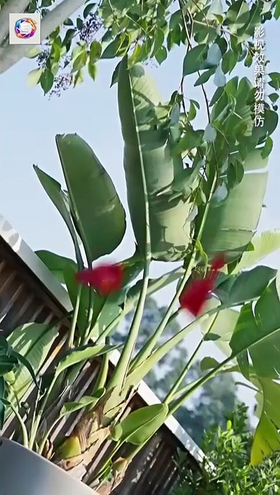 To calm her husband's rage disorder she endures; when hurt by a rival he avenges her [Full Movie] [Ranked]Full EP - Full