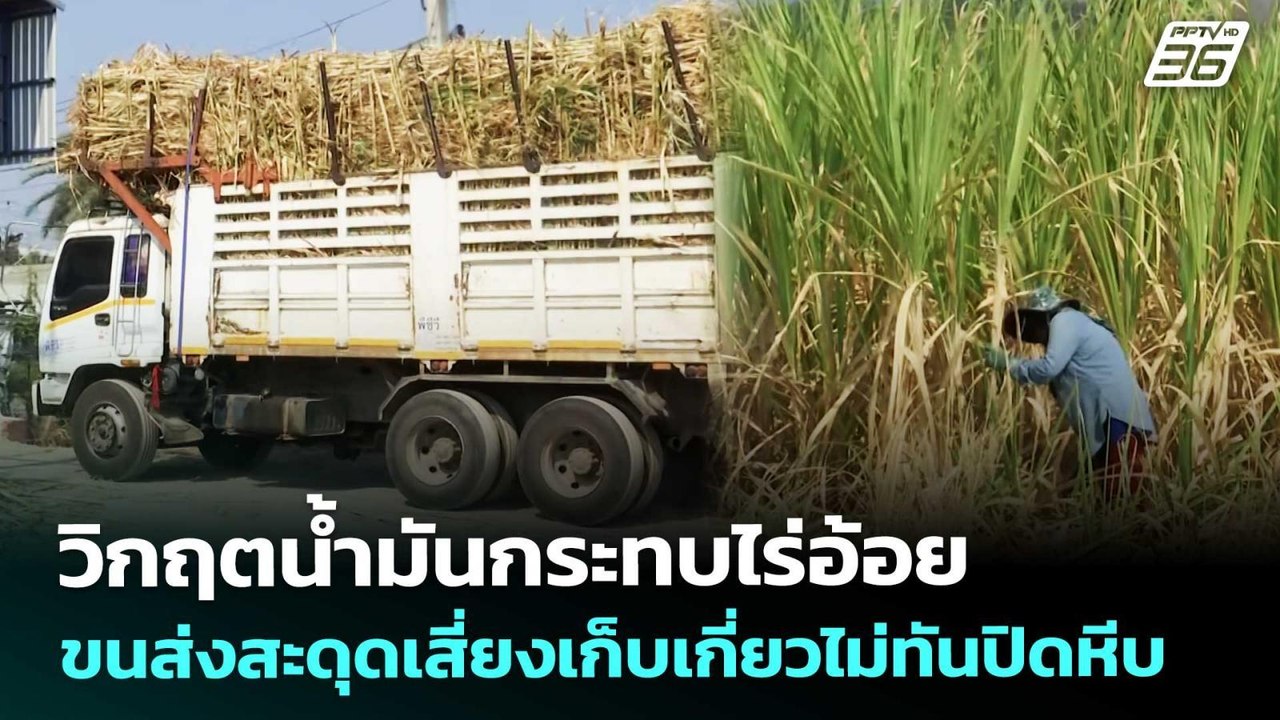 วิกฤตน้ำมันกระทบไร่อ้อย ขนส่งสะดุดเสี่ยงเก็บเกี...