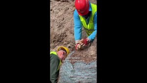 Che fine fanno gli alberi espiantati dai cantieri della metro a Roma? Ecco come vengono salvati