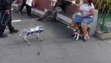 Venezuela usa cães-robô em patrulhas em Caracas