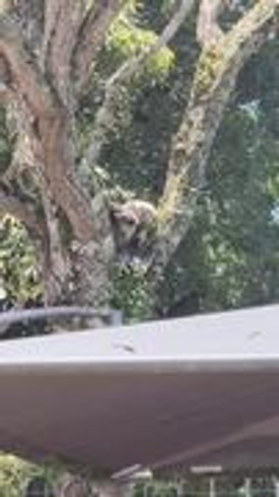 African Crowned Eagle Hunts Large Hadeda