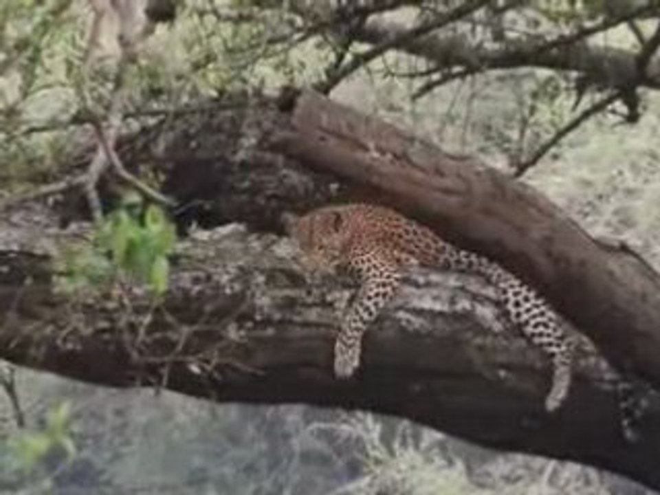 Tanzanie