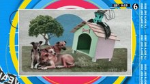 La exitosa campaña en Brasil para adoptar perros