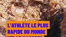 L'athlète le plus rapide du monde vit au Maghreb