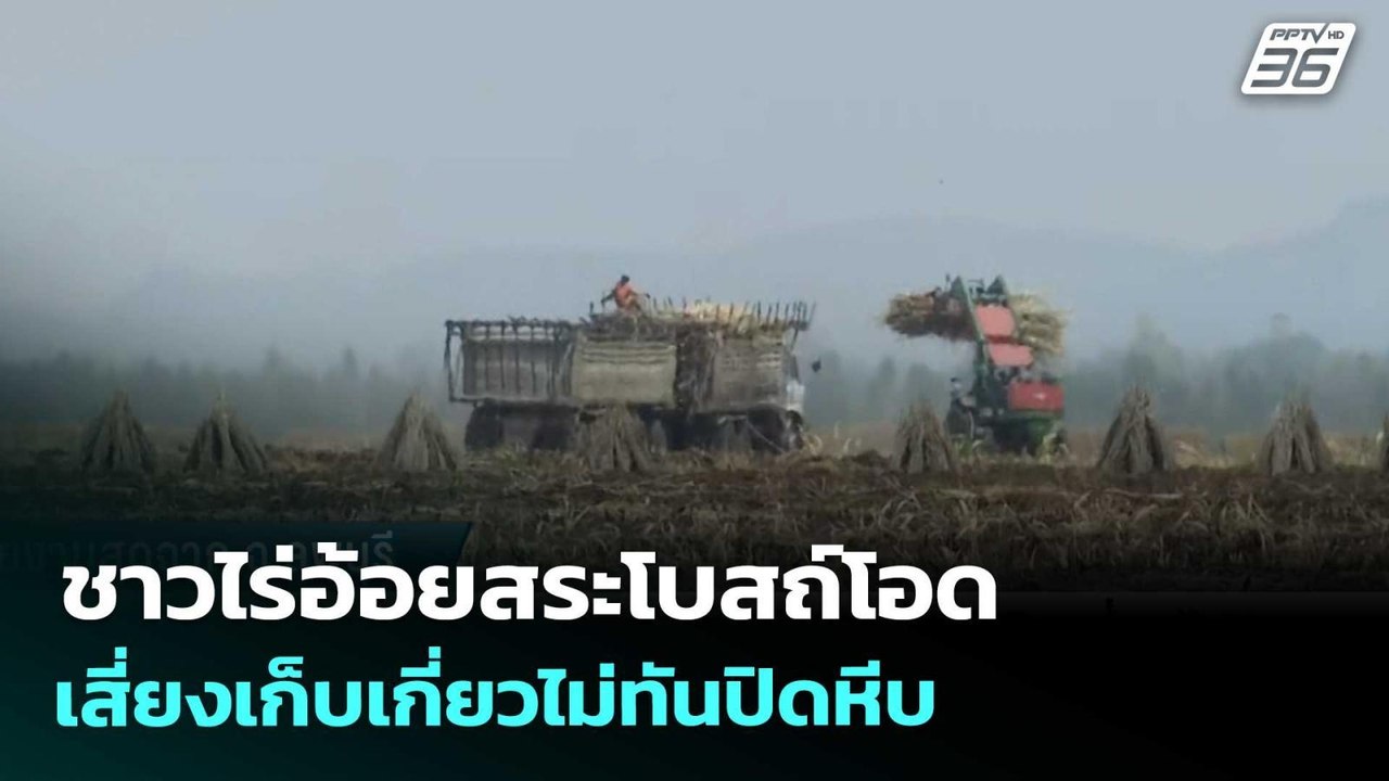 ชาวไร่อ้อยสระโบสถ์โอด เสี่ยงเก็บเกี่ยวไม่ทันปิด...