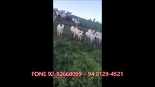 40 ALQUEIRÃO A VENDA
